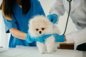 Two doctors are examining him. Veterinary medicine concept. Pomeranian in veterinary clinic. photo