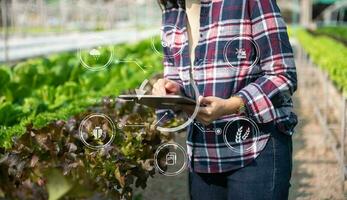 Man hands gardening lettuce in farm  with growth process and chemical formula on green background. With VR icon photo