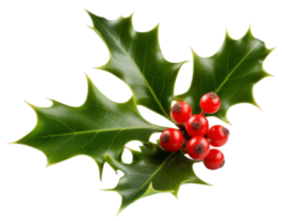 Holly berry with leaves isolated. Illustration png