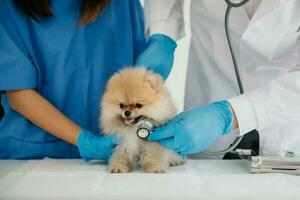 dos médicos lo están examinando. concepto de medicina veterinaria. pomerania en clínica veterinaria. foto