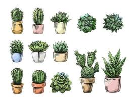 Vector colored set of hand drawn sketch of cacti  and succulent plants in pots. Isolated elements for design. Vintage illustration.  Elements for the design of labels, packaging and postcards.