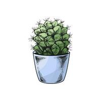 Hand drawn colored vector sketch of a cactus  in a pot. Isolated element for design. Vintage illustration. Element for the design of labels, packaging and postcards.