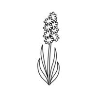 Hyacinth flower vector icon.  Outline element isolated on white background. Vector illustration of garden elements.