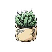 Hand drawn colored vector sketch of a succulent  in a pot. Isolated element for design. Vintage illustration. Element for the design of labels, packaging and postcards.