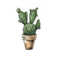 Hand drawn colored vector sketch of a cactus  in a pot. Isolated element for design. Vintage illustration. Element for the design of labels, packaging and postcards.