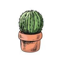 Hand drawn colored vector sketch of a cactus  in a pot. Isolated element for design. Vintage illustration. Element for the design of labels, packaging and postcards.