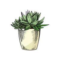 Hand drawn colored vector sketch of a succulent  in a pot. Isolated element for design. Vintage illustration. Element for the design of labels, packaging and postcards.