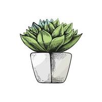 Hand drawn colored vector sketch of a succulent  in a pot. Isolated element for design. Vintage illustration. Element for the design of labels, packaging and postcards.