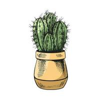 Hand drawn colored vector sketch of a cactus  in a pot. Isolated element for design. Vintage illustration. Element for the design of labels, packaging and postcards.