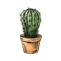 Hand drawn colored vector sketch of a cactus  in a pot. Isolated element for design. Vintage illustration. Element for the design of labels, packaging and postcards.