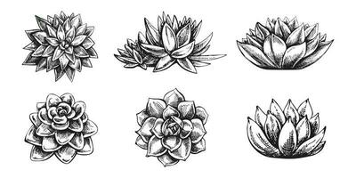 Vector set of hand drawn sketch of  succulent plants. Isolated elements for design. Vintage illustration.  Elements for the design of labels, packaging and postcards.