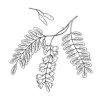 Acacia branch with flower plant vector illustration hand drawn in doodle sketch style. Plant design element on isolated white background.Robinia pseudoacacia