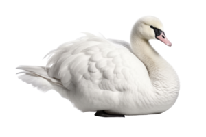 Illustration painting of cute swan isolated transparent background, Digital art, , png