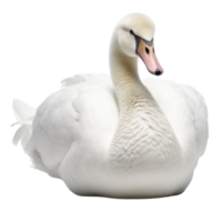 Illustration painting of cute swan isolated transparent background, Digital art, , png