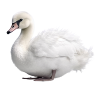 Illustration painting of cute swan isolated transparent background, Digital art, , png