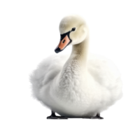 Illustration painting of cute swan isolated transparent background, Digital art, , png