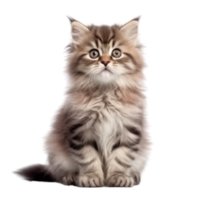 Illustration painting of cute cat isolated transparent background, Digital art, , png