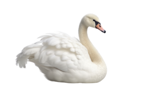 Illustration painting of cute swan isolated transparent background, Digital art, , png