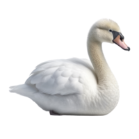 Illustration painting of cute swan isolated transparent background, Digital art, , png