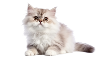 Illustration painting of cute cat isolated transparent background, Digital art, , png