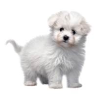 illustrazione pittura di carino cane isolato trasparente sfondo, digitale arte, ai generato, generativo ai png