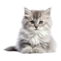 Illustration painting of cute cat isolated transparent background, Digital art, , png