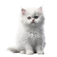 Illustration painting of cute cat isolated transparent background, Digital art, , png