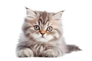 ilustração pintura do fofa gato isolado transparente fundo, digital arte, ai gerado, generativo ai png