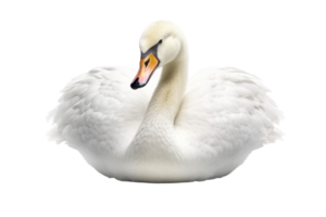 Illustration painting of cute swan isolated transparent background, Digital art, , png