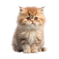 Illustration painting of cute cat isolated transparent background, Digital art, , png