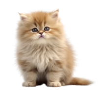 Illustration painting of cute cat isolated transparent background, Digital art, , png