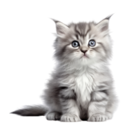 Illustration Gemälde von süß Katze isoliert transparent Hintergrund, Digital Kunst, ai generiert, generativ ai png