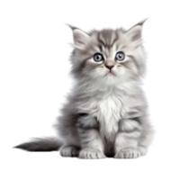 Illustration painting of cute cat isolated transparent background, Digital art, , png