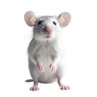 illustratie schilderij van schattig Rat geïsoleerd transparant achtergrond, digitaal kunst, ai gegenereerd, generatief ai png