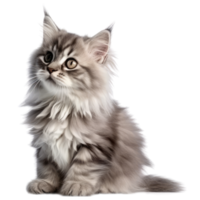 Illustration painting of cute cat isolated transparent background, Digital art, , png