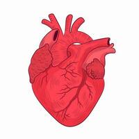 corazón, humano interno Organo diagrama, fisiología, estructura vector