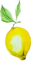 Yellow lemon with green leaves watercolor hand drawn isolated clipart vector