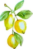 Watercolor branch with three yellow lemons with leaves hand drawn clipart isolated vector