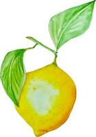 Watercolor yellow lemon with green leaves isolated clipart vector