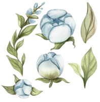 blu Rose fiore impostato png