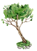 Green tree . Watercolor hand drawn illustration . png