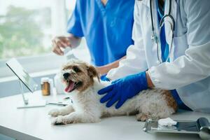 Veterinarian doctor and shih tzu dog at veterinary ambulance photo