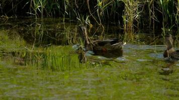 Buceo de pato real en busca de comida en el estanque video