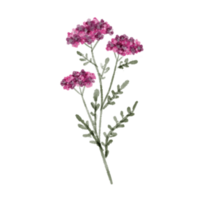 roxa flores silvestres rabisco arte png