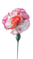 Fantastisk bild av skön nejlika blomma på transparent bakgrund. generativ ai. png