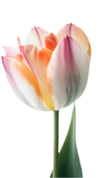 lindo multicolorido tulipa flor em png fundo. generativo ai.