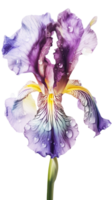 verbazingwekkend beeld van mooi iris bloem met water druppels Aan PNG achtergrond. generatief ai.