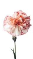 tolle Bild von schön Nelke Blume auf transparent Hintergrund. generativ ai. png