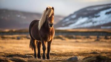 el islandés caballo mayo ser un raza de caballo hecho en Islandia. creativo recurso, ai generado foto