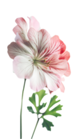 Beautiful Cranesbill Flower and Leaves on Background. . png